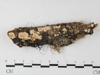 登錄號:F0003944藏品圖，第1張