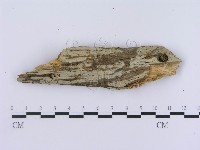 登錄號:F0003946藏品圖，第5張