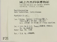 絲齒菌屬藏品圖，第2張