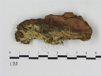 絲齒菌屬藏品圖，第1張