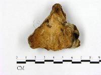 登錄號:F0003954藏品圖，第1張