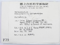 筍殼菌屬藏品圖，第2張