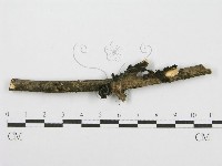 筍殼菌屬藏品圖，第3張