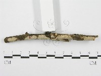 筍殼菌屬藏品圖，第4張