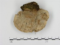 登錄號:F0003960藏品圖，第3張