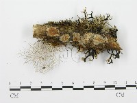 登錄號:F0003962藏品圖，第1張