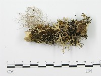 登錄號:F0003962藏品圖，第3張