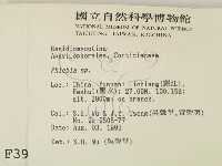 射脈菌屬藏品圖，第2張