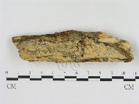 絲齒菌屬藏品圖，第1張