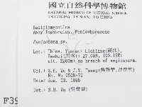 筍殼菌屬藏品圖，第2張