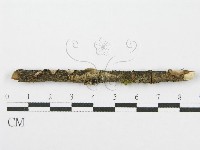 筍殼菌屬藏品圖，第4張