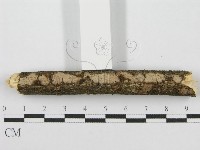 筍殼菌屬藏品圖，第1張