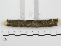 筍殼菌屬藏品圖，第3張