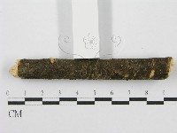 筍殼菌屬藏品圖，第4張