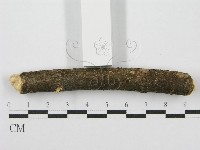 筍殼菌屬藏品圖，第5張