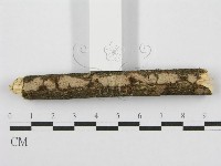 筍殼菌屬藏品圖，第6張