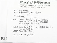 射脈菌屬藏品圖，第2張