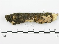 射脈菌屬藏品圖，第1張