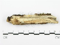 射脈菌屬藏品圖，第3張