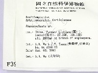 顯絲菌屬藏品圖，第2張