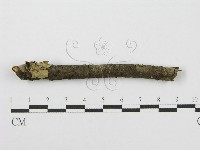 筍殼菌屬藏品圖，第3張
