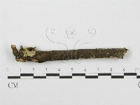 筍殼菌屬藏品圖，第4張