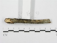 筍殼菌屬藏品圖，第5張