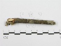 筍殼菌屬藏品圖，第6張