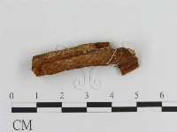 傑克菌屬藏品圖，第1張