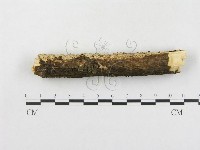 傑克菌屬藏品圖，第3張