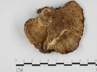 登錄號:F0003975藏品圖，第1張