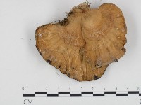 登錄號:F0003975藏品圖，第3張