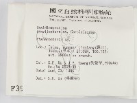 顯絲菌屬藏品圖，第2張