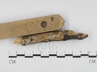 顯絲菌屬藏品圖，第3張