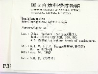 顯絲菌屬藏品圖，第2張