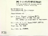 顯絲菌屬藏品圖，第2張