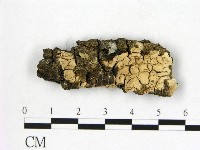 顯絲菌屬藏品圖，第1張