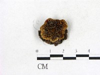 登錄號:F0004000藏品圖，第1張