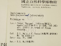 多孔菌屬藏品圖，第2張