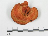 登錄號:F0004002藏品圖，第1張