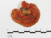 登錄號:F0004002藏品圖，第3張