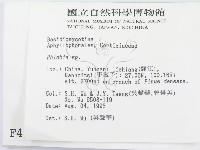 射脈菌屬藏品圖，第2張