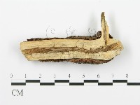 射脈菌屬藏品圖，第3張