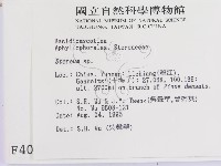 韌革菌屬藏品圖，第2張