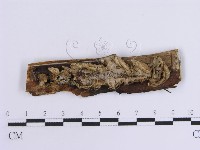 韌革菌屬藏品圖，第1張