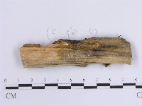 韌革菌屬藏品圖，第3張