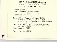 膠孔菌屬藏品圖，第2張