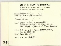 膠孔菌屬藏品圖，第2張