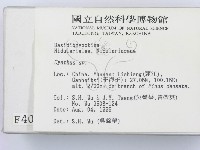 黑蛋巢菌屬藏品圖，第2張