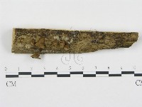 黑蛋巢菌屬藏品圖，第1張